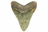 Fossil Megalodon Tooth - North Carolina #351750-1